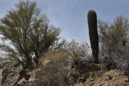 saguaro