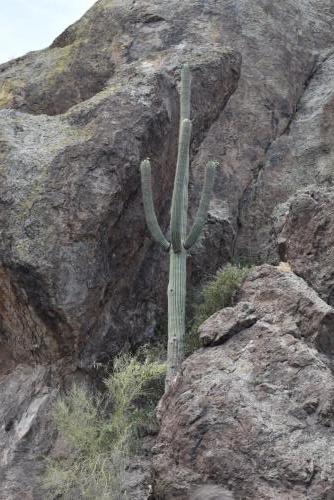 Saguaro growing in the rocks